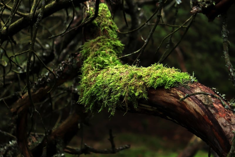 Enchanted Forest Clearing